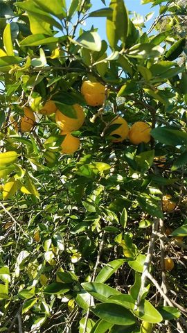 12182 SW STATE ROAD 45, Archer, FL 32618