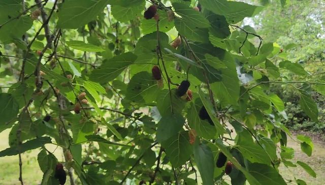 12182 SW STATE ROAD 45, Archer, FL 32618