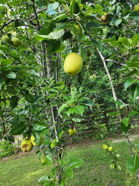 Image 43 of property listing at 12182 SW STATE ROAD 45, Archer, FL 32618