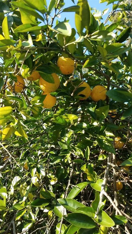 Image 44 of property listing at 12182 SW STATE ROAD 45, Archer, FL 32618