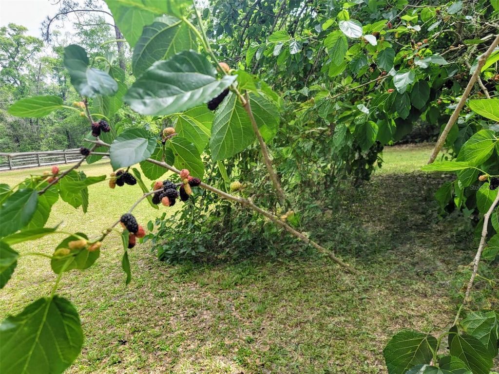 Image 47 of property listing at 12182 SW STATE ROAD 45, Archer, FL 32618