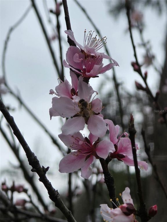 Image 52 of property listing at 12182 SW STATE ROAD 45, Archer, FL 32618