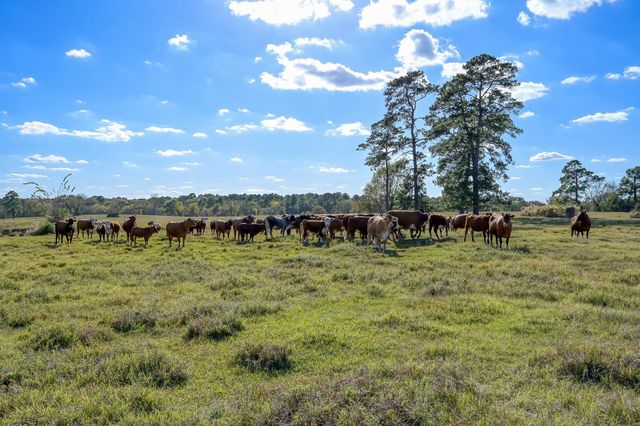 200 ACRES Spring Branch Road, Montgomery, TX 77316