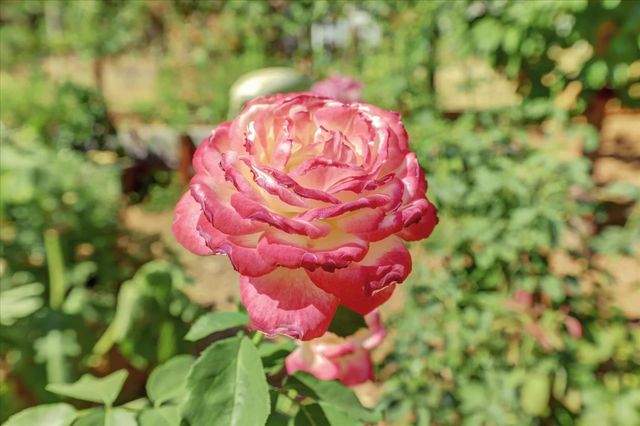 10971 Juanita Ct, Grass Valley, CA 95949