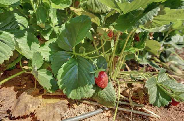 10971 Juanita Ct, Grass Valley, CA 95949