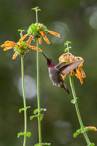 108 Santa Maria Avenue, Portola Valley, CA 94028