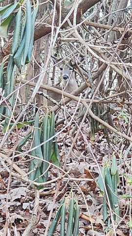 4 Coke Candler Lane, Candler, NC 28715