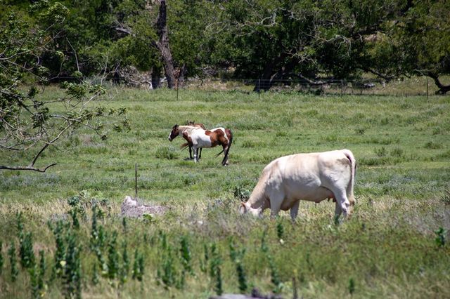 110 Live Oak Lane, Kerrville, TX 78028