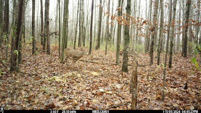 6720 N Rodgers Avenue, Harrison, MI 48625