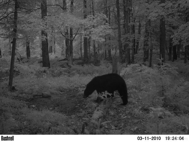 40 acres Bradley Road, Crystal Falls, MI 49920