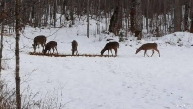 40 acres Bradley Road, Crystal Falls, MI 49920