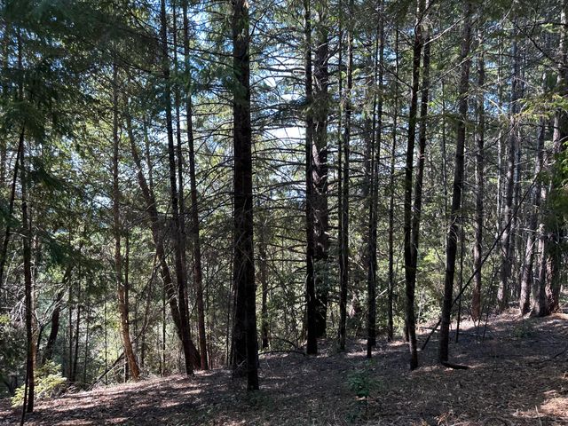 4840 Doody Ridge Road, Ettersburg, CA 95542