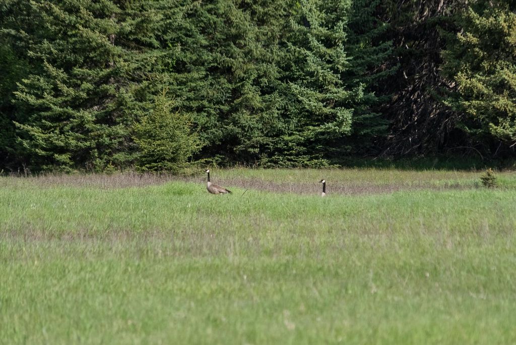 22585 Fatty Creek Road, Bigfork, MT 59911 photo 21