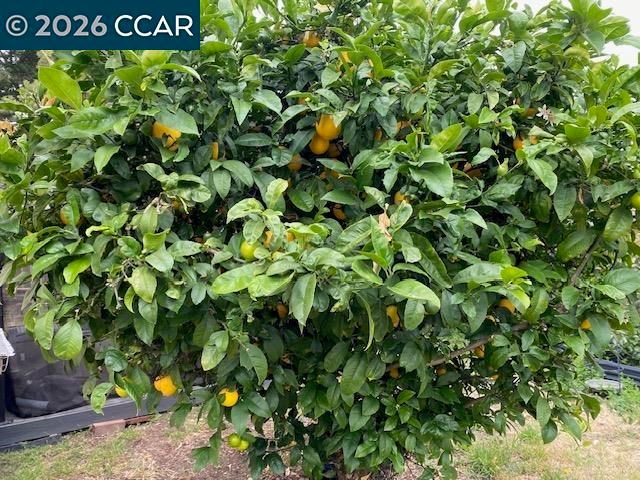 559 43rd Street, Richmond, CA 94805
