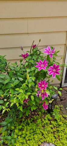 3584 W Maple Road, Wixom, MI 48393