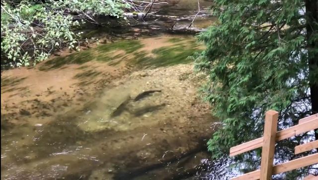 9629 N Kings Point, Irons, MI 49644