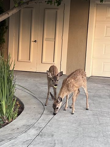 496 Golfview Drive, San Jose, CA 95127