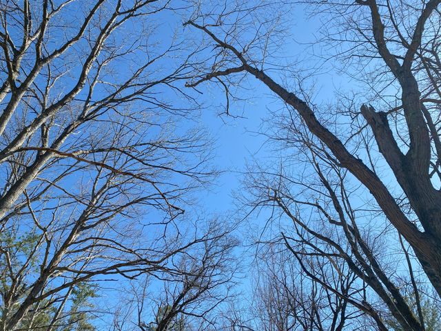 Lot 22 Spikehorn Trail, Indian River, MI 49749