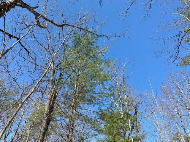 Lot 22 Spikehorn Trail, Indian River, MI 49749