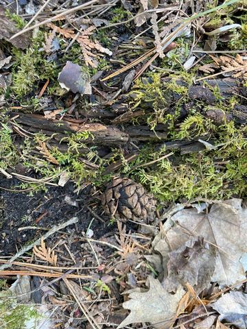 Lot 22 Spikehorn Trail, Indian River, MI 49749