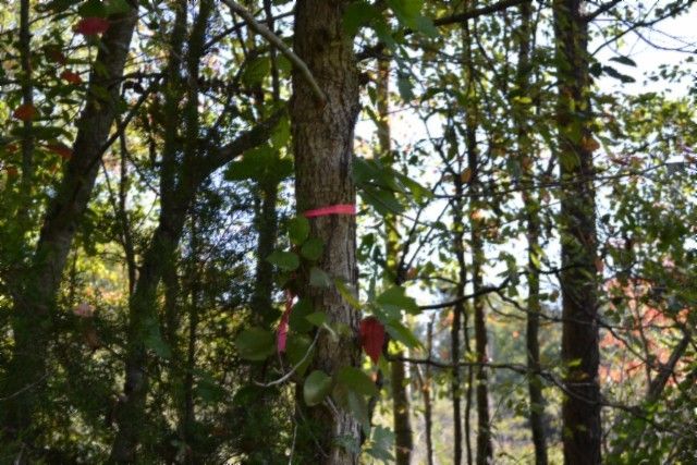 0 Taylor Place Rd, Jamestown, TN 38556