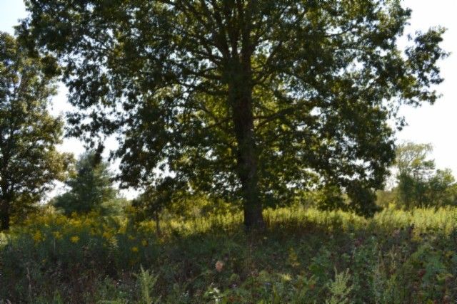 0 Taylor Place Rd, Jamestown, TN 38556