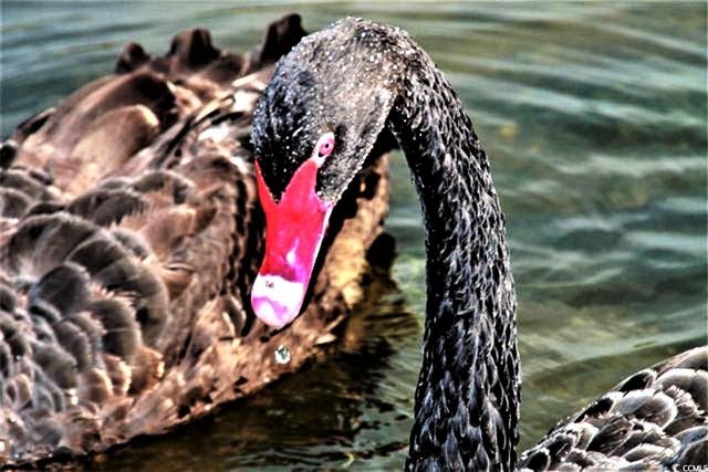 410 Melrose Pl Apt 219, Myrtle Beach, SC 29572