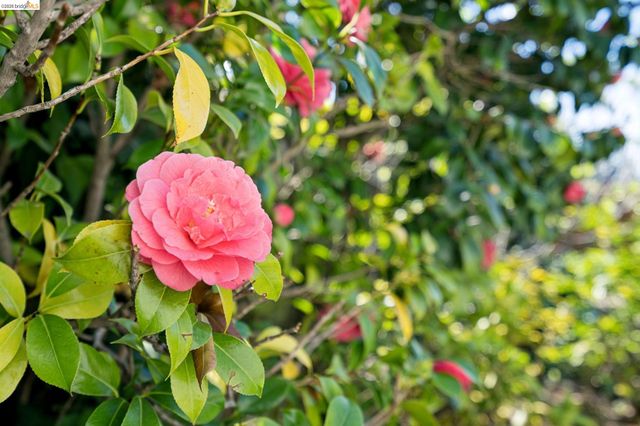 2825 Kitchener Ct, Oakland, CA 94602