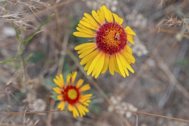 1162 Swede Gulch Road, Evergreen, CO 80439