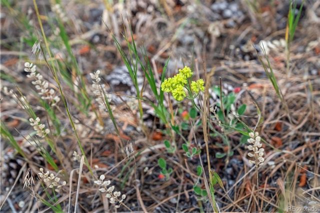 1162 Swede Gulch Road, Evergreen, CO 80439