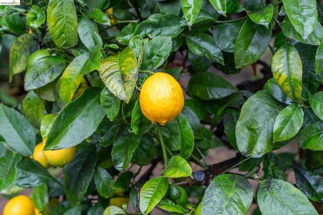 5941 5941 Keith Ave, Oakland, CA 94618