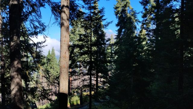 54868 Chinquapin Drive, Sequoia Crest, CA 93265