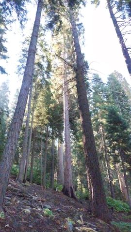 54868 Chinquapin Drive, Sequoia Crest, CA 93265