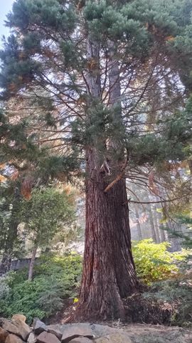 54868 Chinquapin Drive, Sequoia Crest, CA 93265