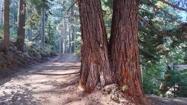 54868 Chinquapin Drive, Sequoia Crest, CA 93265