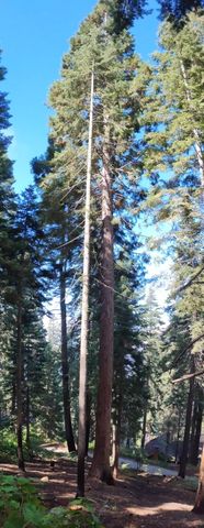 54868 Chinquapin Drive, Sequoia Crest, CA 93265