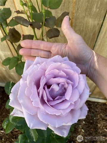 26733 227th Avenue SE, Maple Valley, WA 98038