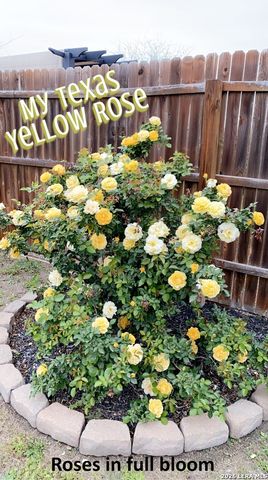 124 Field Ridge, New Braunfels, TX 78130