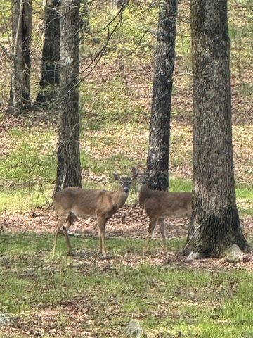 110 Shady Thicket Lane, Little Rock, AR 72204