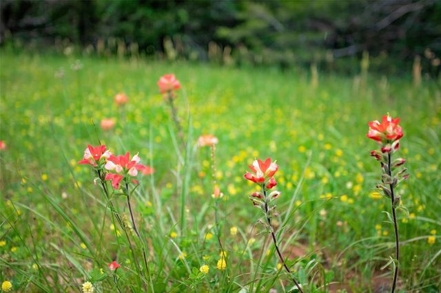 740 Palmilla Drive, Gordonville, TX 76245