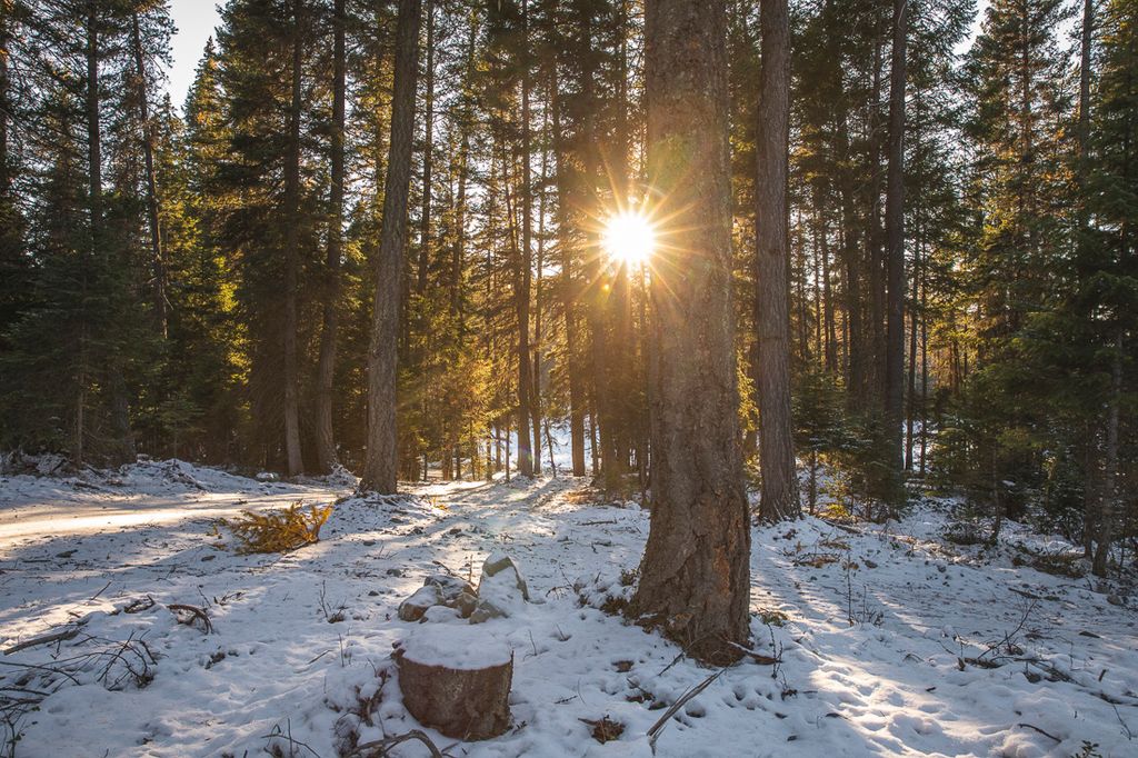 767 Lupfer Road, Whitefish, MT 59937 photo 36