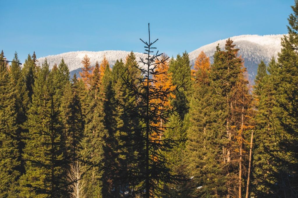 767 Lupfer Road, Whitefish, MT 59937 photo 64