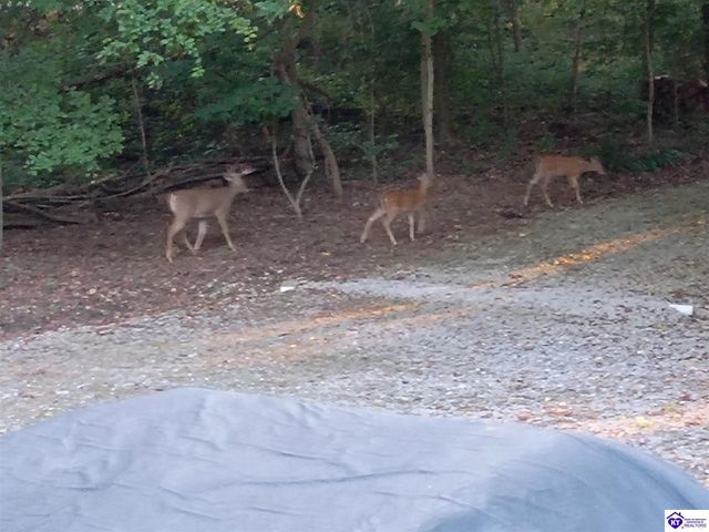 1270 Gaines Road, Brandenburg, KY 40108