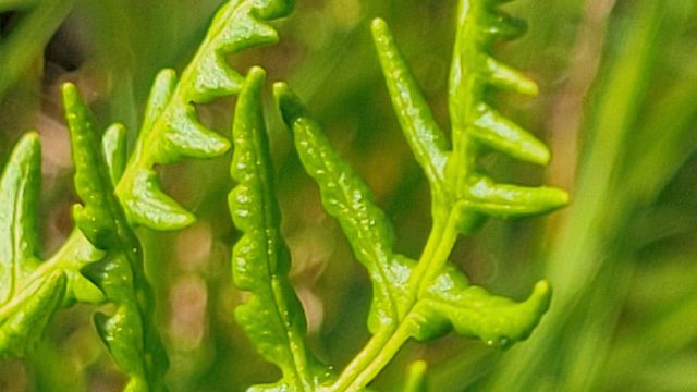 Lot 41 Quail Ridge Road, Cottonwood, CA 96022