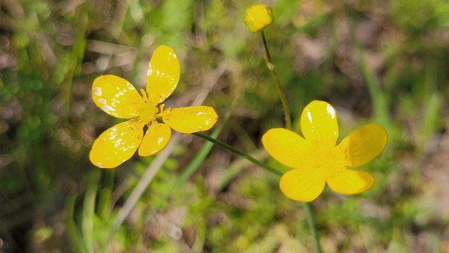 Lot 41 Quail Ridge Road, Cottonwood, CA 96022