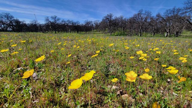 Lot 41 Quail Ridge Road, Cottonwood, CA 96022