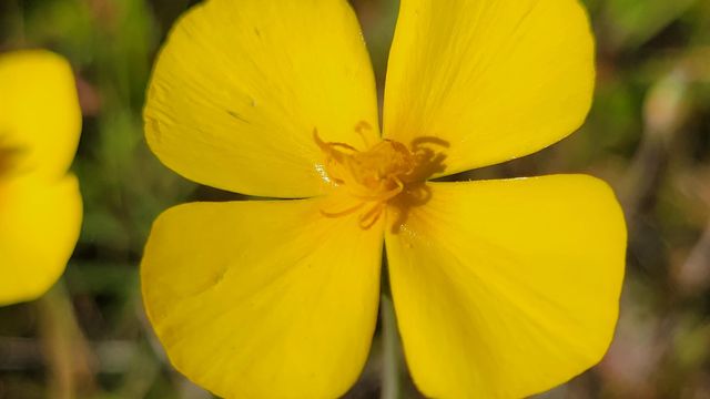 Lot 41 Quail Ridge Road, Cottonwood, CA 96022