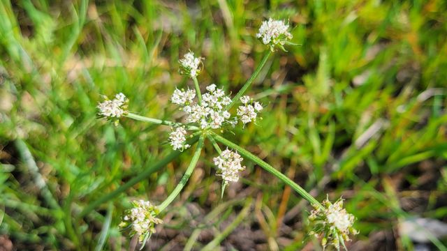 Lot 41 Quail Ridge Road, Cottonwood, CA 96022