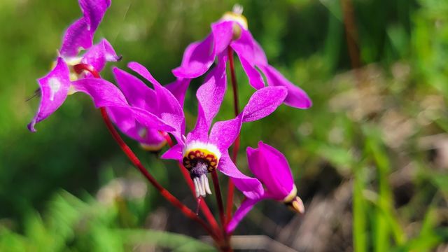 Lot 41 Quail Ridge Road, Cottonwood, CA 96022