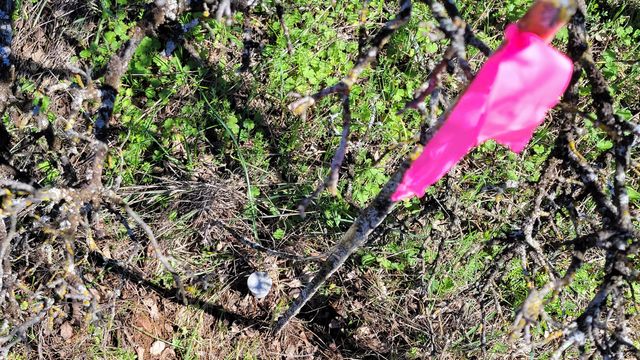 Lot 41 Quail Ridge Road, Cottonwood, CA 96022